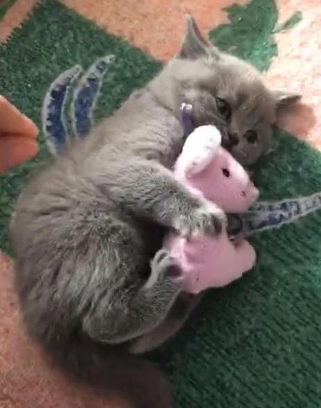 中财所 猫咪护宝急了眼，主人只想洗玩偶，竟被爪子警告？